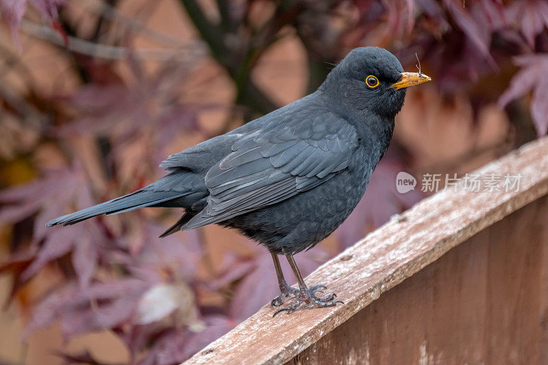 黑鸟（Turdus merula）